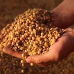 Китай закупился американскими бобами перед встречей Си и Трампа