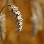 Пшеница достигла максимума за 4 месяца после атаки на порт Новороссийск