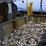 Китай приостановит импорт морепродуктов из Японии