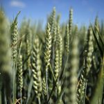 Пшеница подорожала до недельного максимума на фоне ситуации в Черном море