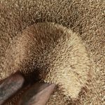 Россия почти в два раза повысила квоту на экспорт зерна