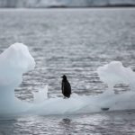 Мороз добрался и до США — газ подорожал на 14%