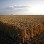 Пшеница подешевела на фоне признаков обильного предложения